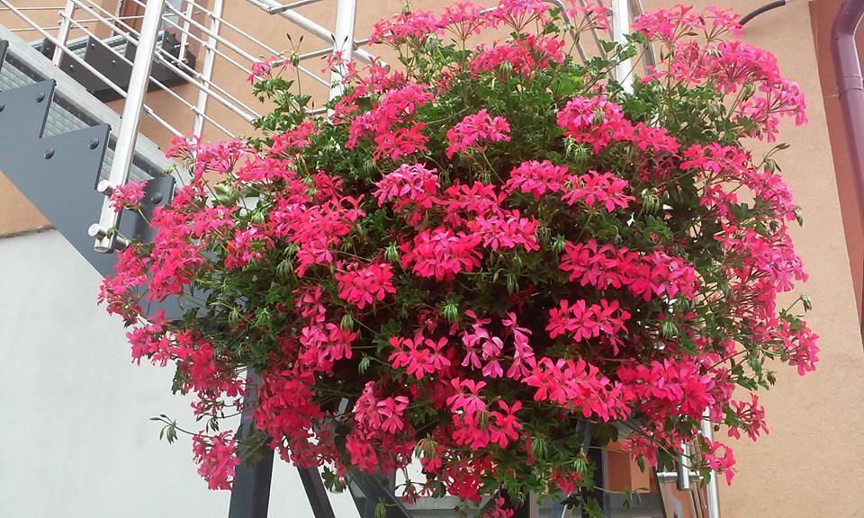 Vila Maria Rapovce 外观 照片